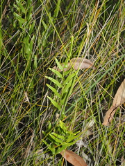 Lindsaea ensifolia