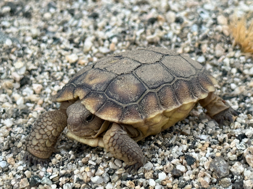 iNaturalist observation photo of Mojave Desert Tortoise