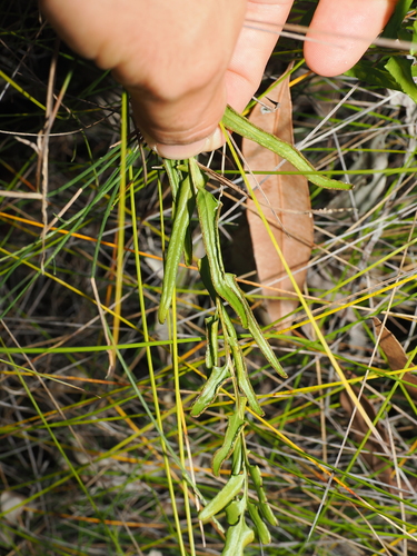 Lindsaea ensifolia, photograph 2