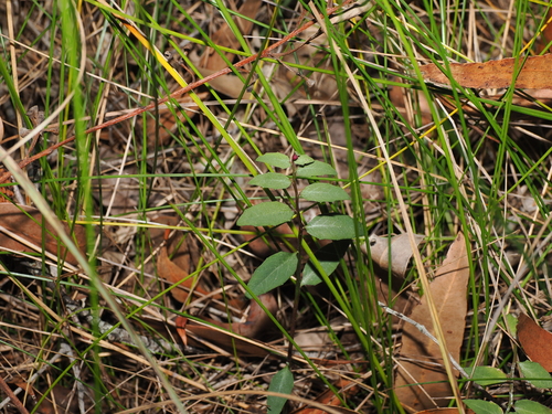Lobelia purpurascens, photograph 2
