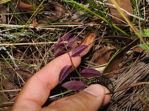 Lobelia purpurascens, photograph 3