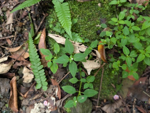 Neanotis hirsuta observed 2026-08-28