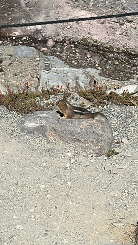 Cascade Golden-mantled Ground Squirrel observed by jimmy47c
