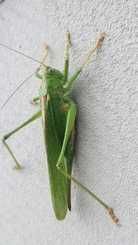 Great Green Bush-cricket