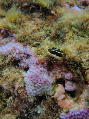 Plagiotremus goslinei observed 2026-08-29