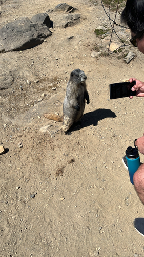 Hoary Marmot observed by jimmy47c