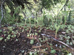 Sedum glaucophyllum