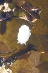 Nudipleura