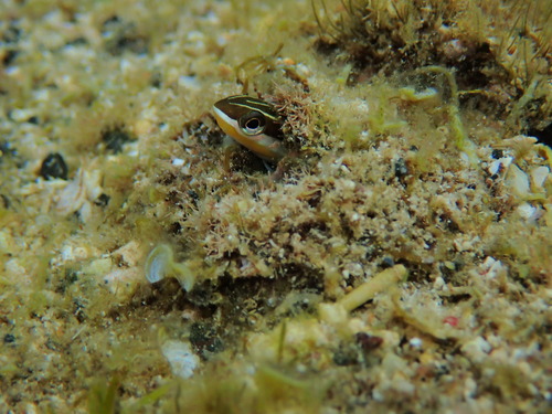 Plagiotremus goslinei observed 2026-08-29
