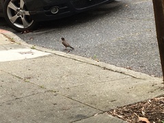 Turdus migratorius