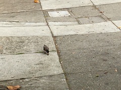 Turdus migratorius