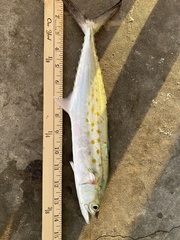 Scomberomorus maculatus