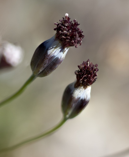Porophyllum linaria (Cav.) DC.