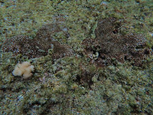 Leptastrea observed 2026-08-29