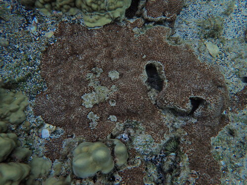 Leptastrea observed 2026-08-29