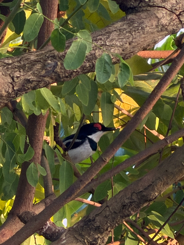 iNaturalist image