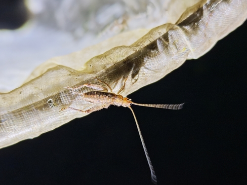 Zvenella yunnana