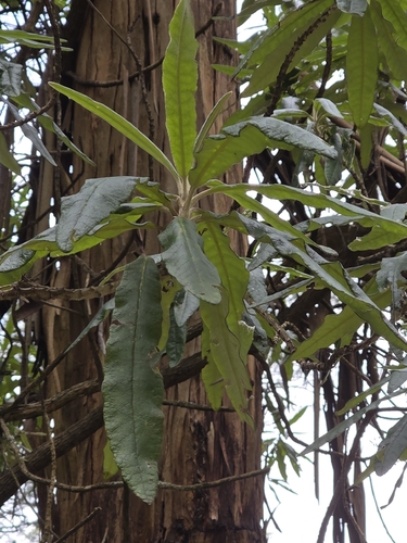 Bedfordia arborescens, photograph 5