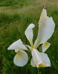 Iris orientalis
