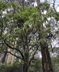 Bedfordia arborescens, photograph (c) Ian Rainbow, some rights reserved (CC BY)