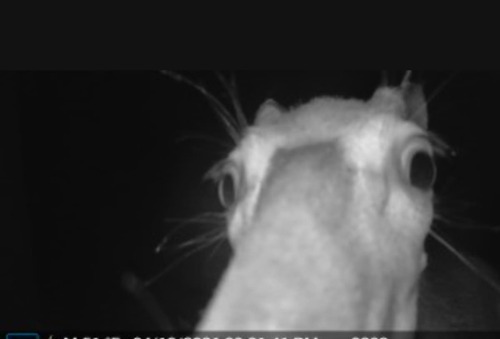 White-tailed Deer