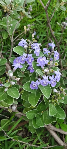 Beach Vitex