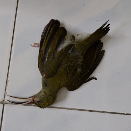 Gray-breasted Spiderhunter
