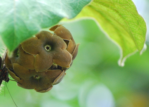 Rattan (Macroscepis hirsuta)