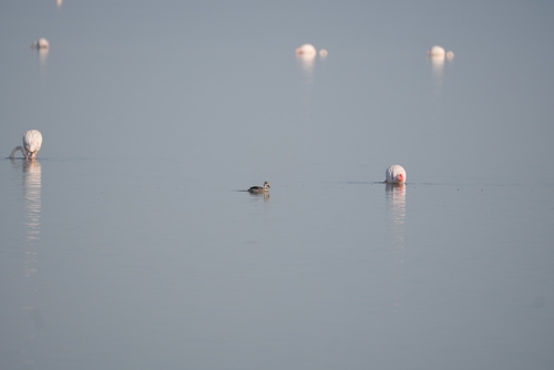 iNaturalist image