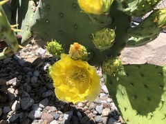 Opuntia