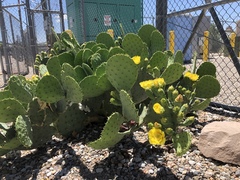 Opuntia