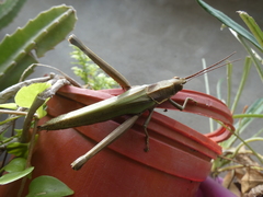 Coryacris angustipennis