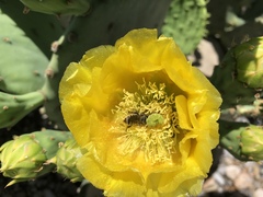Opuntia