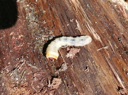 Capricorn beetle