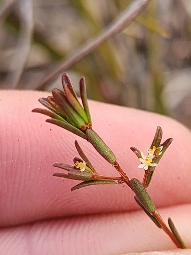 Pseudanthus orientalis observed 2026-09-01