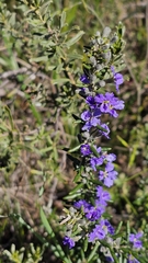 Dampiera rosmarinifolia, photograph (c) Rosalie Lawrence, some rights reserved (CC BY)