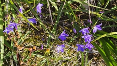 Dampiera rosmarinifolia, photograph (c) Rosalie Lawrence, some rights reserved (CC BY)