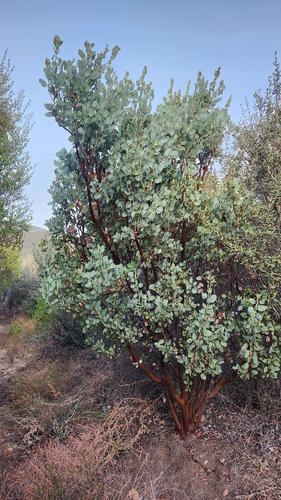 Arctostaphylos glauca, photograph 4