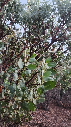 Arctostaphylos glauca, photograph 5