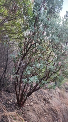Arctostaphylos glauca, photograph author not stated, no rights reserved