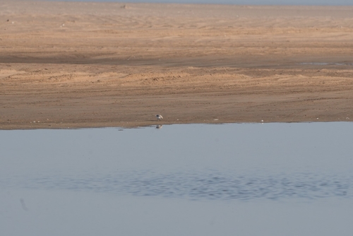 iNaturalist image