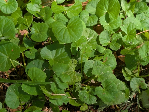 Centella asiatica observed 2026-08-31