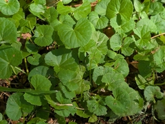 Centella asiatica, photograph author not stated, no rights reserved