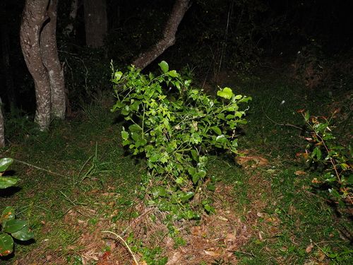 Exocarpos latifolius, photograph 5
