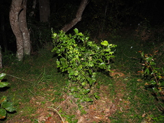 Exocarpos latifolius, photograph (c) Lucas Christofides, some rights reserved (CC BY)