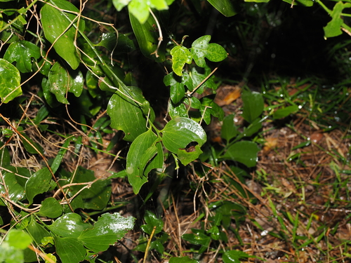 Exocarpos latifolius, photograph 4