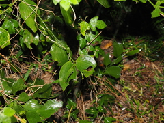 Exocarpos latifolius, photograph (c) Lucas Christofides, some rights reserved (CC BY)