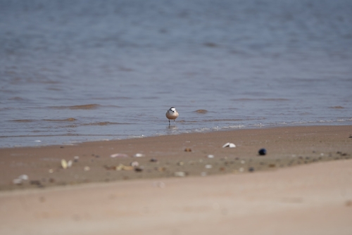 iNaturalist image