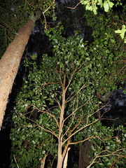 Exocarpos latifolius, photograph (c) Lucas Christofides, some rights reserved (CC BY)
