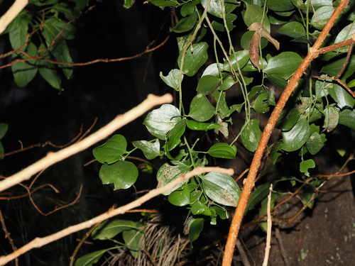 Exocarpos latifolius, photograph 1
